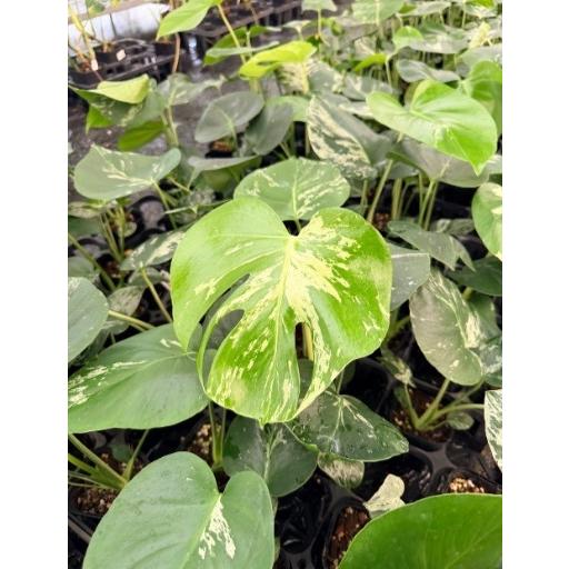 モンステラ バルバゾー 3号 苗 観葉植物 Monstera dericiosa