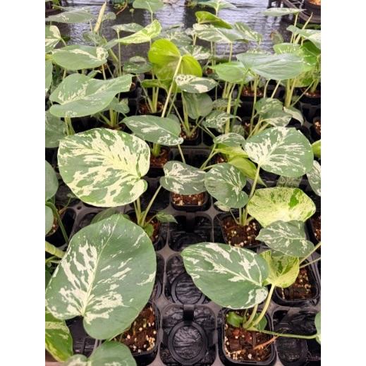 モンステラ バルバゾー 3号 苗 観葉植物 Monstera dericiosa