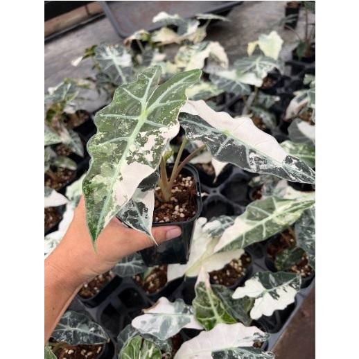 アロカシア アマゾニカ ポリー 斑入り 3号 苗 観葉植物【Urban Jungle