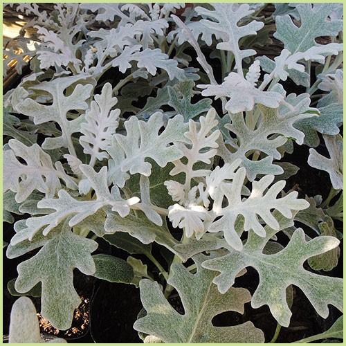 白妙菊 シロタエギク の苗 Ki Whananae 003 花育通販yahoo 店 通販 Yahoo ショッピング