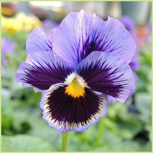 パンジー（紫花ブロッチ系）の苗 : 植物・園芸専門店 花育通販Yahoo!店