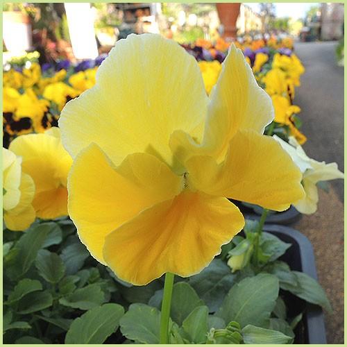 パンジー（黄花系）の苗 : 植物・園芸専門店 花育通販Yahoo!店 - 通販