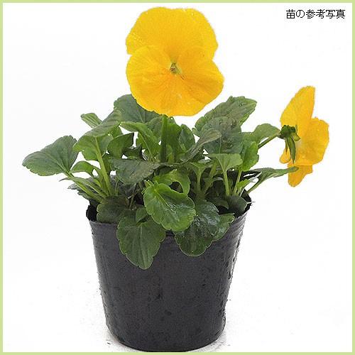 パンジー（黄花系）の苗 : 植物・園芸専門店 花育通販Yahoo!店 - 通販