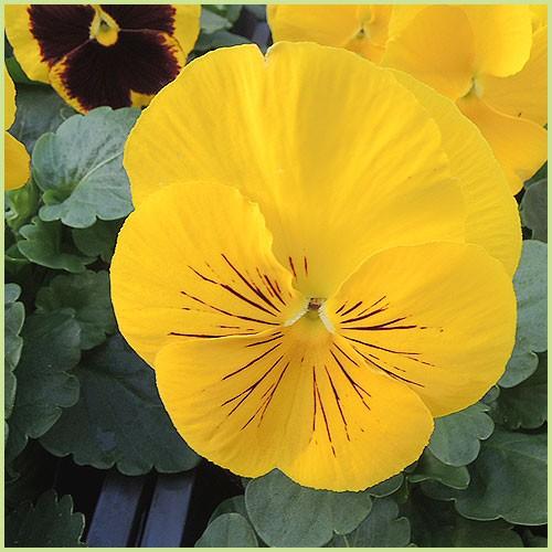 パンジー（黄花系）の苗 : 植物・園芸専門店 花育通販Yahoo!店 - 通販