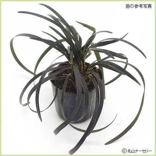 龍の髭（黒龍）リュウノヒゲ（コクリュウ）苗100株 黒竜(コクリュウ) 竜の髭【花苗 9cmポット カラーリーフ】｜ 【植物の