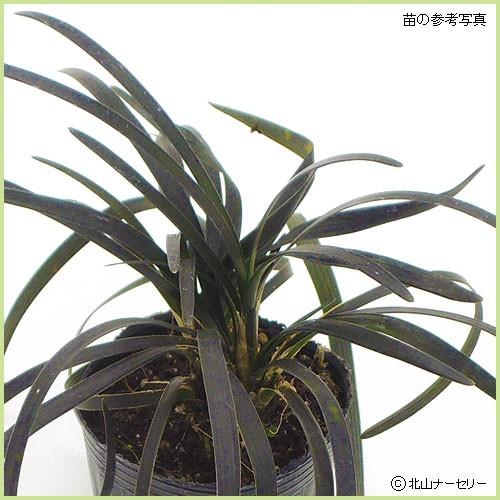 ぴかん様　購入済みです。龍の髭　黒龍　２株で付いて１株です。　抜き苗　2-(6) リュウノヒゲ：黒竜（コクリュウ）の苗 : 植物・園芸専門店 花育通販