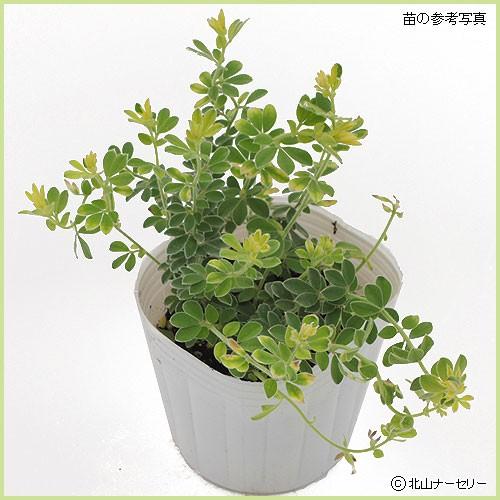 ロータス ブリムストーンの苗 Ki Wtanen 0 花育通販yahoo 店 通販 Yahoo ショッピング