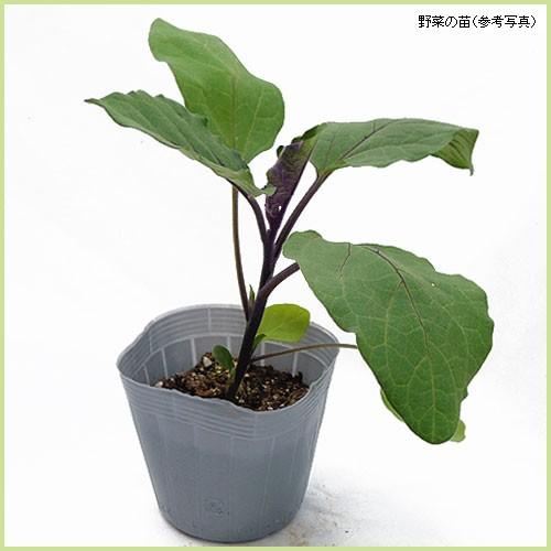 予約販売 茄子（ナス） やわらちゃん筑陽なすの苗 : 植物・園芸専門店
