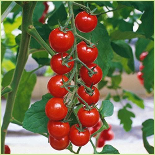 予約販売 ミニトマト 千果の苗 : 植物・園芸専門店 花育通販
