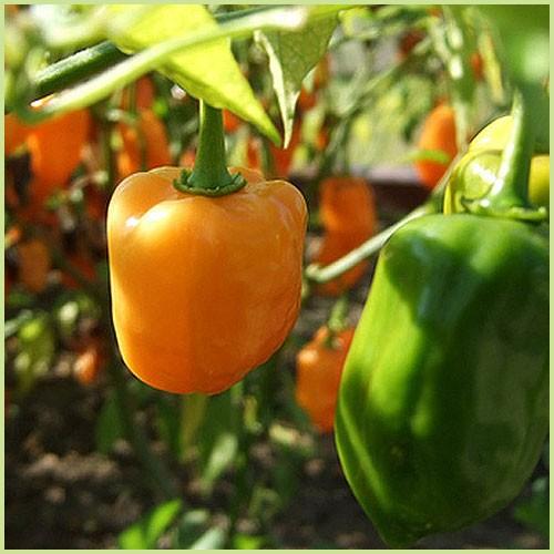 唐辛子 ハバネロの苗 Ki Yasai 063 花育通販yahoo 店 通販 Yahoo ショッピング