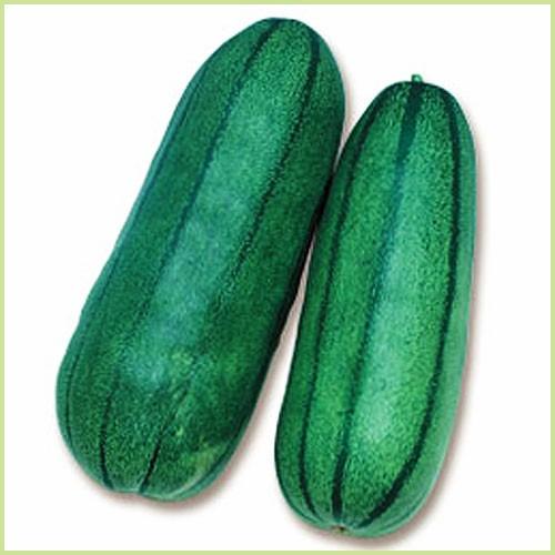 予約販売 白瓜（シロウリ） 青大長縞瓜の苗 : 植物・園芸専門店 花育通販Yahoo!店 - 通販 - Yahoo!ショッピング