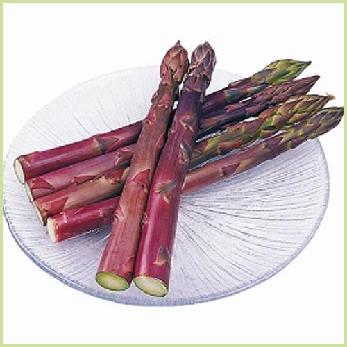 紫アスパラガス パープルタワーの苗 : 植物・園芸専門店 花育通販Yahoo