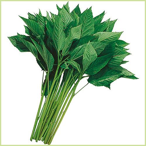 モロヘイヤの苗 Ki Yasai 1 花育通販yahoo 店 通販 Yahoo ショッピング