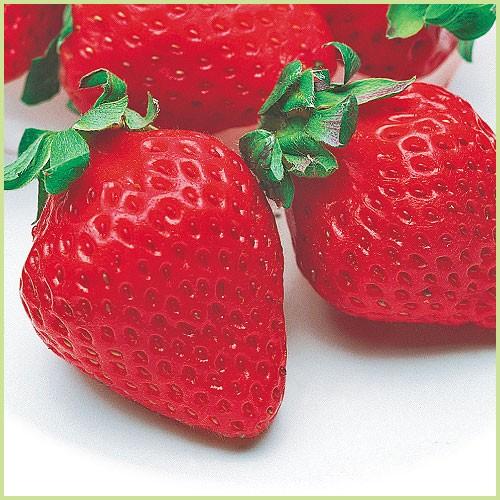 苺（イチゴ） 豊の香（とよのか）の苗 KIyasai202花育通販Yahoo!店 通販 Yahoo