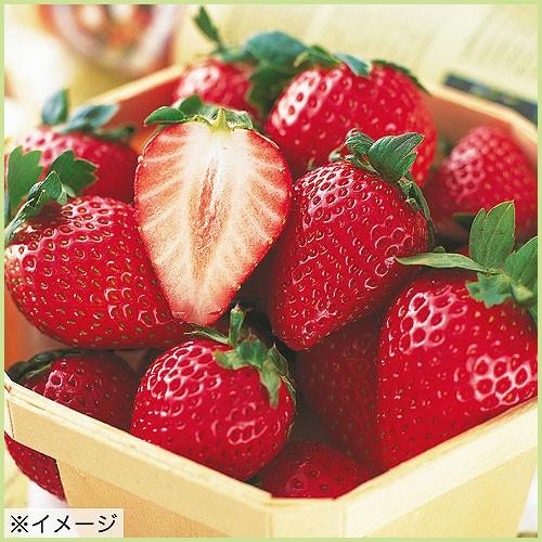 苺 イチゴ とちおとめの苗 : 植物・園芸専門店 花育通販Yahoo!店