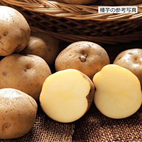 ジャガイモ・男爵薯（だんしゃくいも）の種芋（1kg）