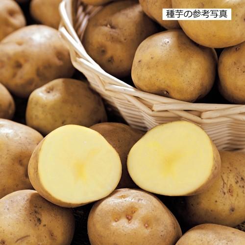 ジャガイモ キタアカリの種芋 1kg Ki Yasai 244 花育通販yahoo 店 通販 Yahoo ショッピング
