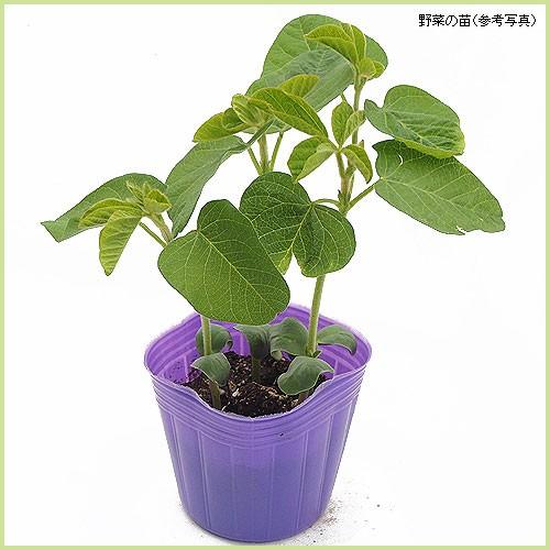 予約販売 つるなしインゲン さつきみどり2号の苗(3苗セット) : 植物