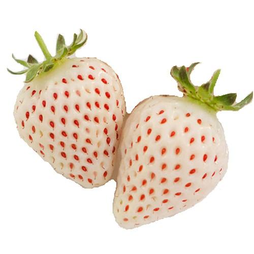 白苺 イチゴ 天使のいちご エンジェルエイトの苗 Ki Yasai 327 花育通販yahoo 店 通販 Yahoo ショッピング