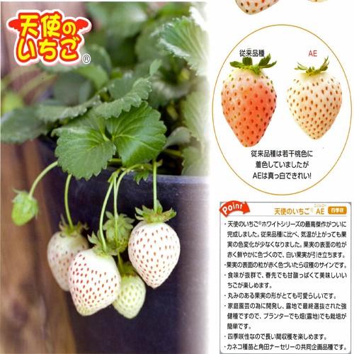 白苺 イチゴ 天使のいちごエンジェルエイトの苗 : 植物・園芸専門店 花