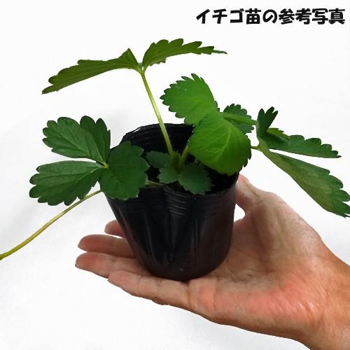 苺 イチゴ おいCベリーの苗 5苗セット : 植物・園芸専門店 花育通販