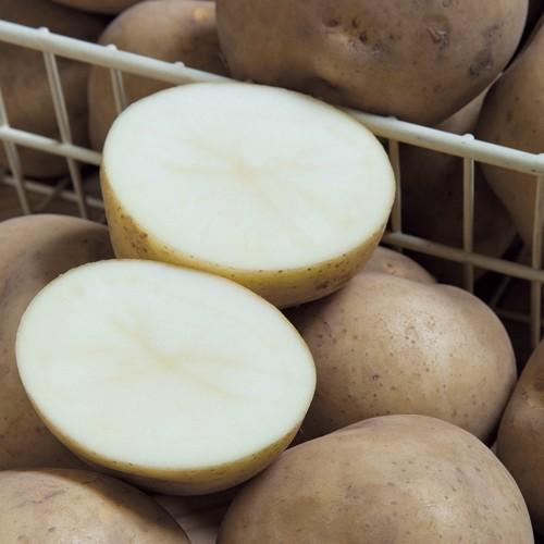 ジャガイモ きたかむいの種芋 1kg Ki Yasai 332 花育通販yahoo 店 通販 Yahoo ショッピング