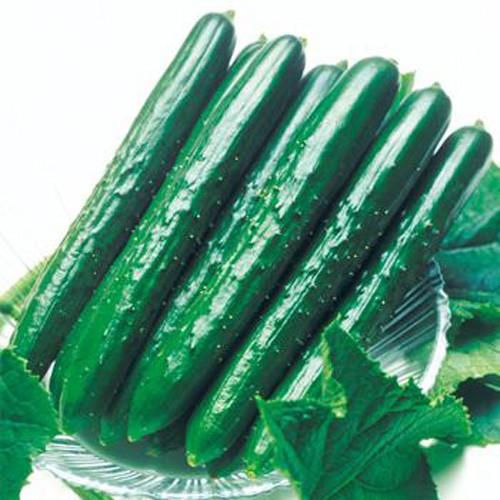 予約販売 キュウリ 夏すずみの苗（接木苗） : 植物・園芸専門店 花育