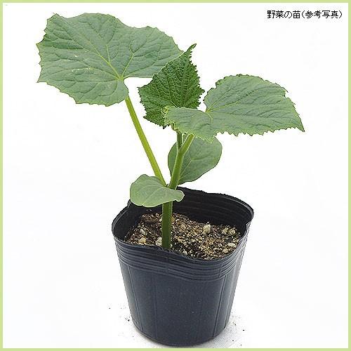 予約販売 キュウリ 夏すずみの苗（接木苗） : 植物・園芸専門店 花育