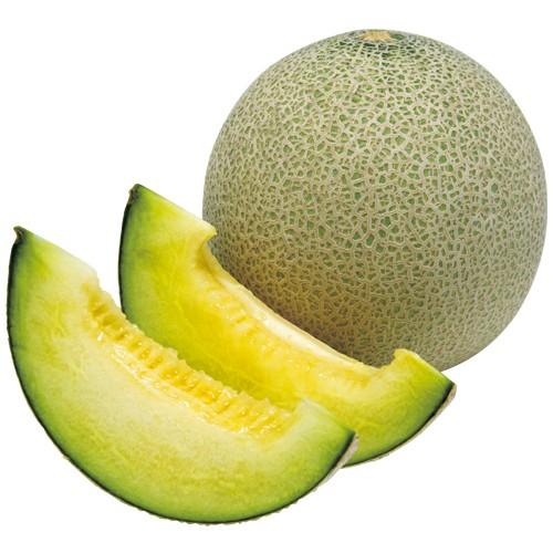 予約販売 メロン パンナTFの苗(接木苗) : 植物・園芸専門店 花育通販