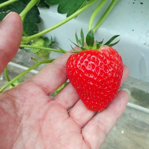 苺 イチゴ よつぼしの苗 5苗セット : 植物・園芸専門店 花育通販Yahoo