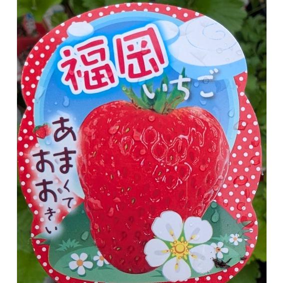 福岡S6号　イチゴ苗　1苗 数量限定入荷 苺（イチゴ） 福岡いちごの苗 宝来姫 福岡S6号 : 植物
