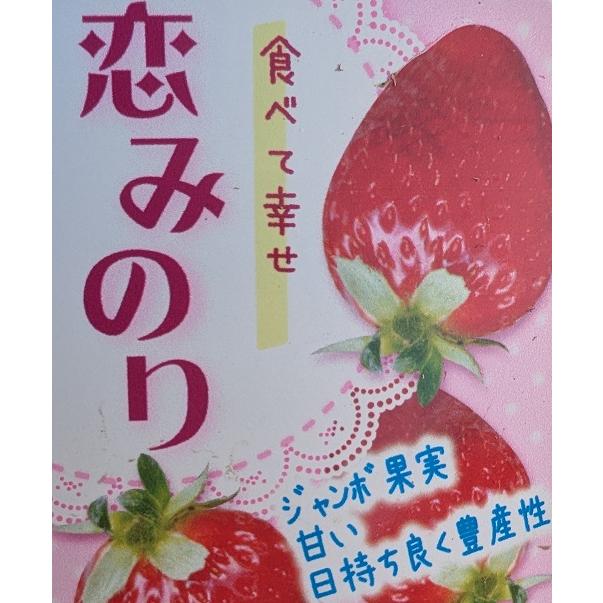 苺（イチゴ） 恋みのりの苗 9cmポット苗 いちご : 植物・園芸専門店 花