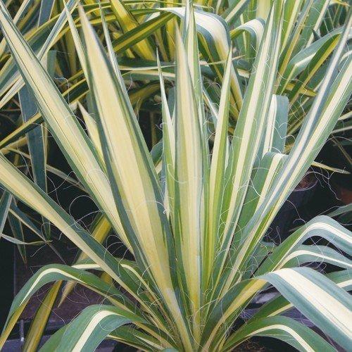 ユッカ・フィラメントーサ・カラーガードYucca filamentosa 'Color