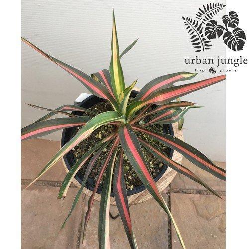ユッカ・フィラメントーサ・カラーガードYucca filamentosa