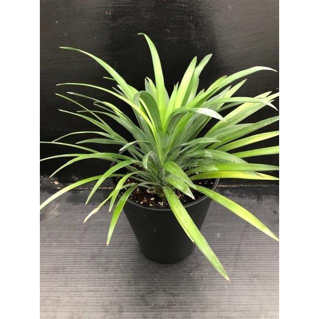 ユッカ デスメティアーナ Yucca desmetiana【6号鉢】 : 植物・園芸専門