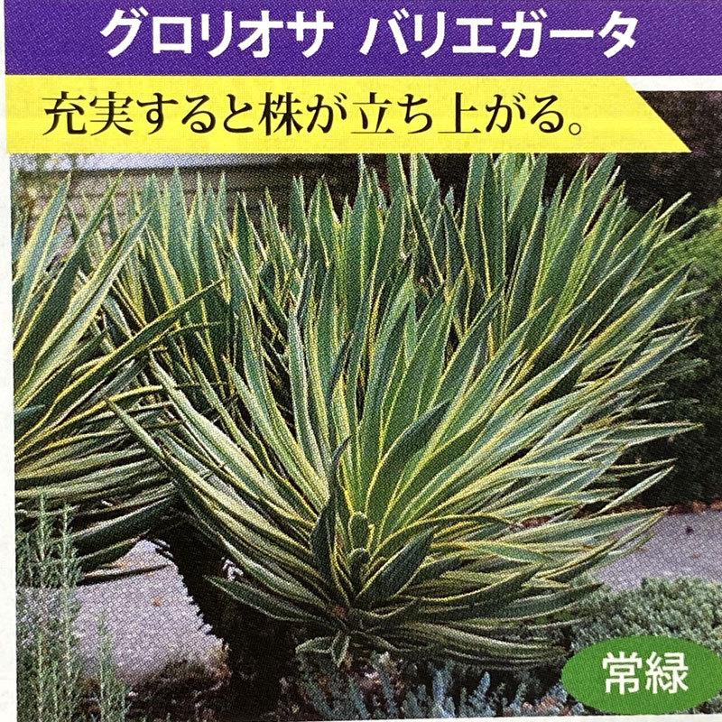 ユッカ グロリオサ'バリエゲイティッド' Yucca gloriosa ユッカ グロリオサ'バリエゲイティッド' Yucca gloriosa