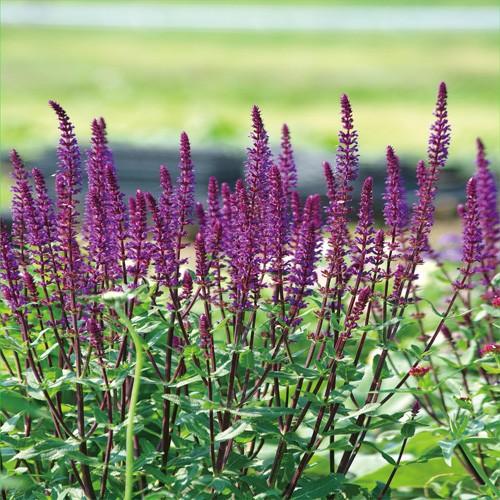 サルビア・ネモローサ「カラドンナ」の苗 : 植物・園芸専門店 花育通販