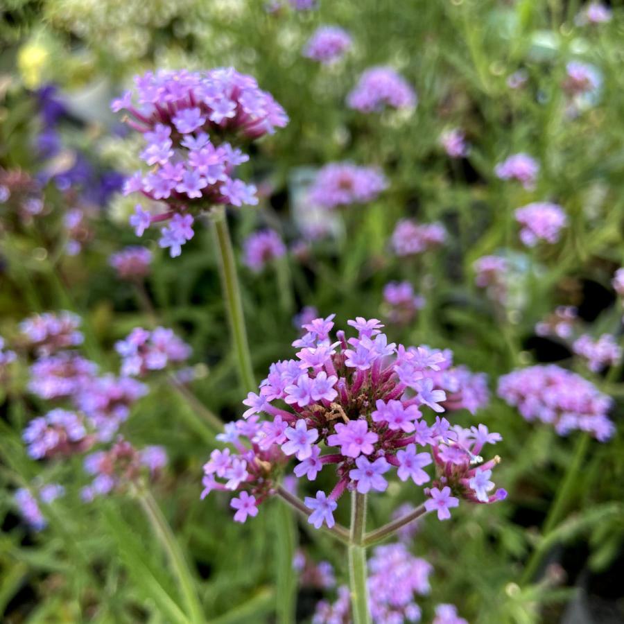 バーベナ・ボナリエンシス（三尺バーベナ）の苗 : 植物・園芸専門店 花