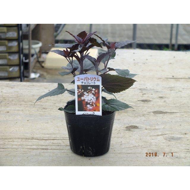 【花苗】ユーパトリウム チョコレート タグ付き正規品　ポット毎発送 花苗】ユーパトリウム チョコレート タグ付き正規品 ポット毎発送