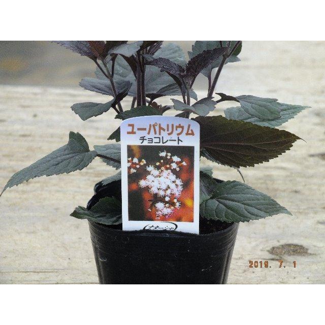 ユーパトリウム チョコレートの苗 : 植物・園芸専門店 花育通販Yahoo