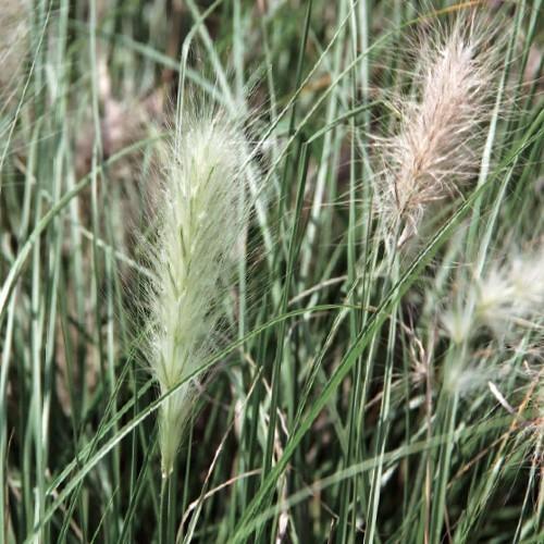 ペニセタム ファウンテングラス ビロサム ウィロスム 銀狐 の苗 Kn Tanen 230 花育通販yahoo 店 通販 Yahoo ショッピング