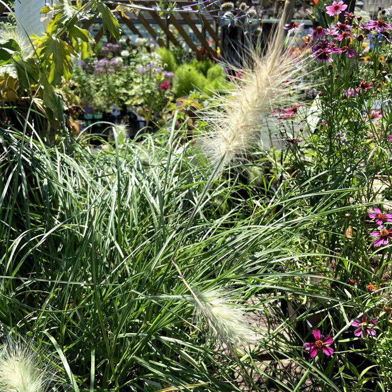 ペニセタム ファウンテングラス ビロサム ウィロスム 銀狐 の苗 Kn Tanen 230 花育通販yahoo 店 通販 Yahoo ショッピング