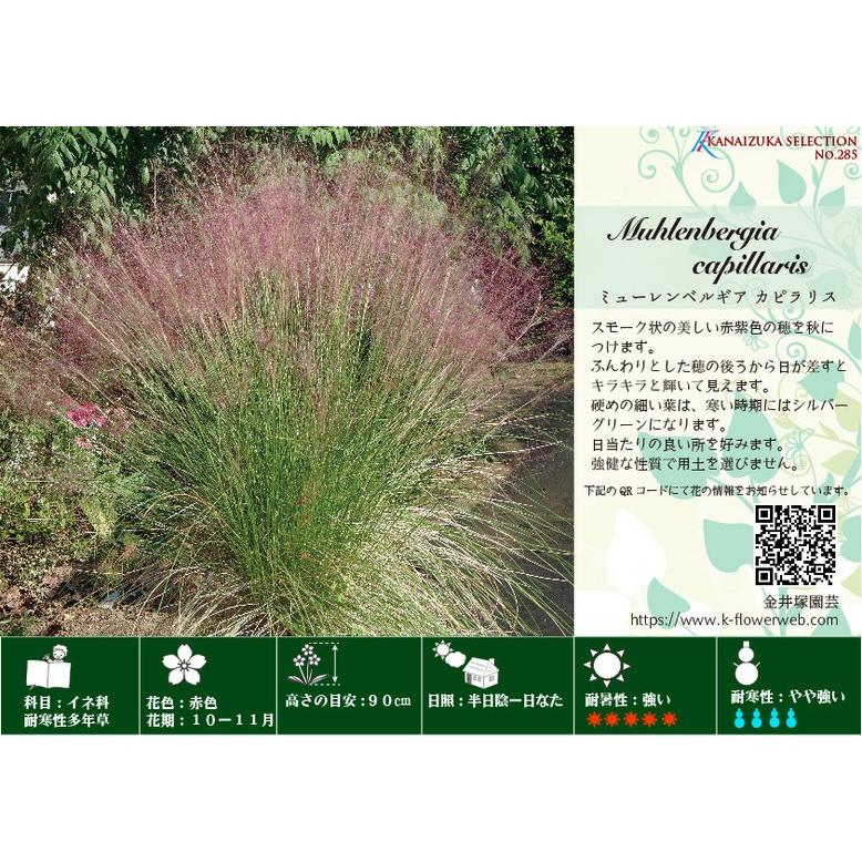 ミューレンベルギア カピラリス の苗 Kn Tanen 285 花育通販yahoo 店 通販 Yahoo ショッピング