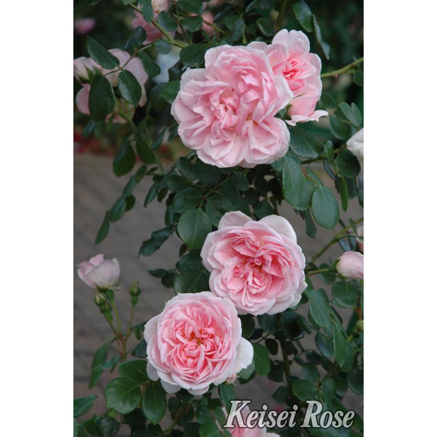 薔薇（バラ）の苗木 CL シンデレラ（接木苗） : 植物・園芸専門店 花育