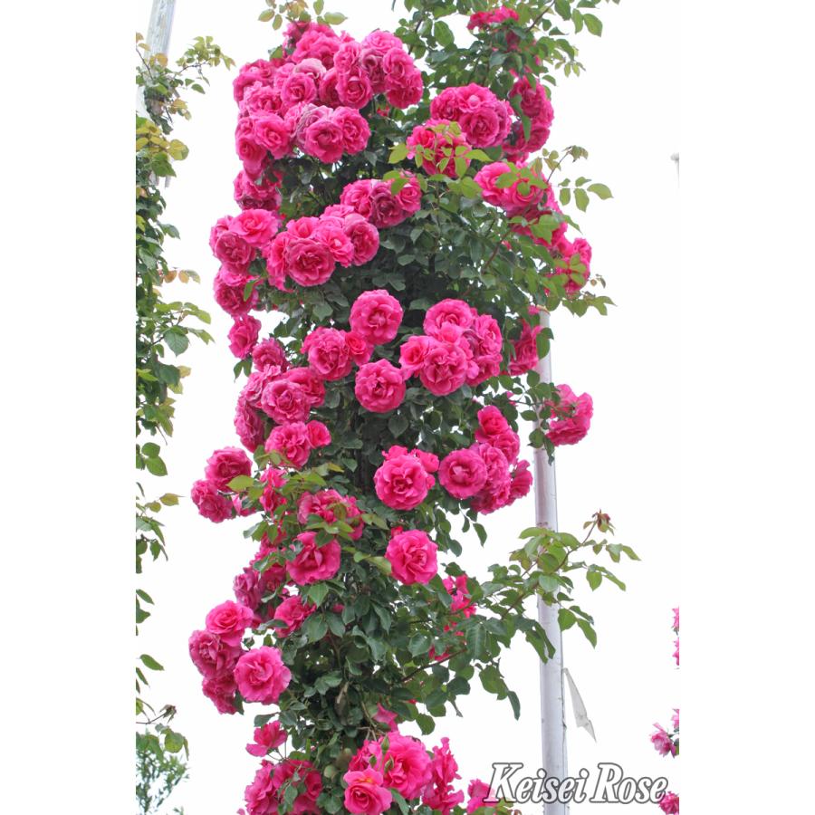 【専用】 バラ苗 接木苗 3苗セット 薔薇 苗 薔薇（バラ）の苗木 CL ツル.ローズ うらら（接木苗） : 植物・園芸