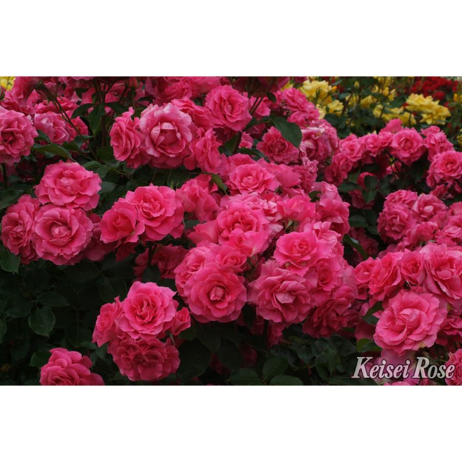 薔薇（バラ）の苗木 CL ツル.ローズ うらら（接木苗） : 植物・園芸