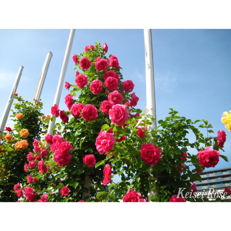 薔薇（バラ）の苗木 CL ツル.ローズ うらら（接木苗） : 植物・園芸