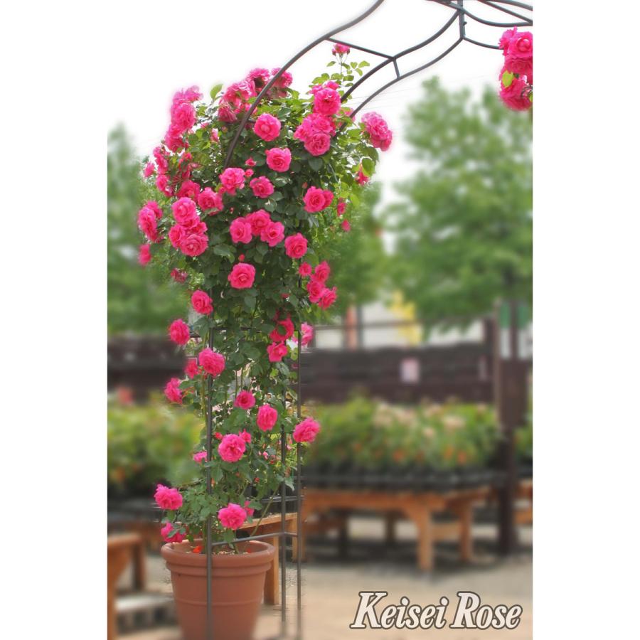 薔薇（バラ）の苗木 CL ツル.ローズ うらら（接木苗） : 植物・園芸