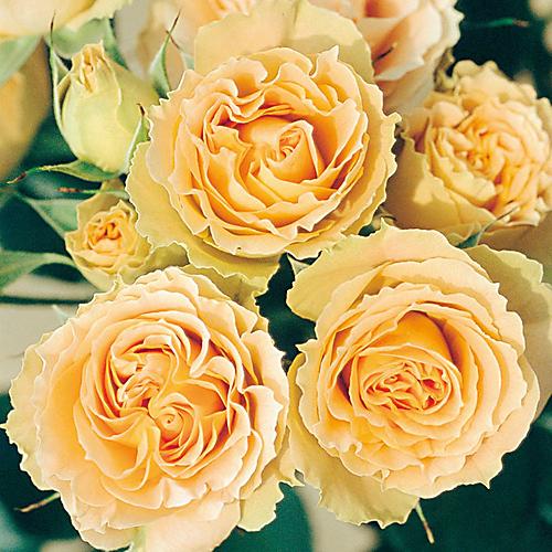 薔薇（バラ）の苗木 FL アンティーク レース（接木苗） : 植物・園芸