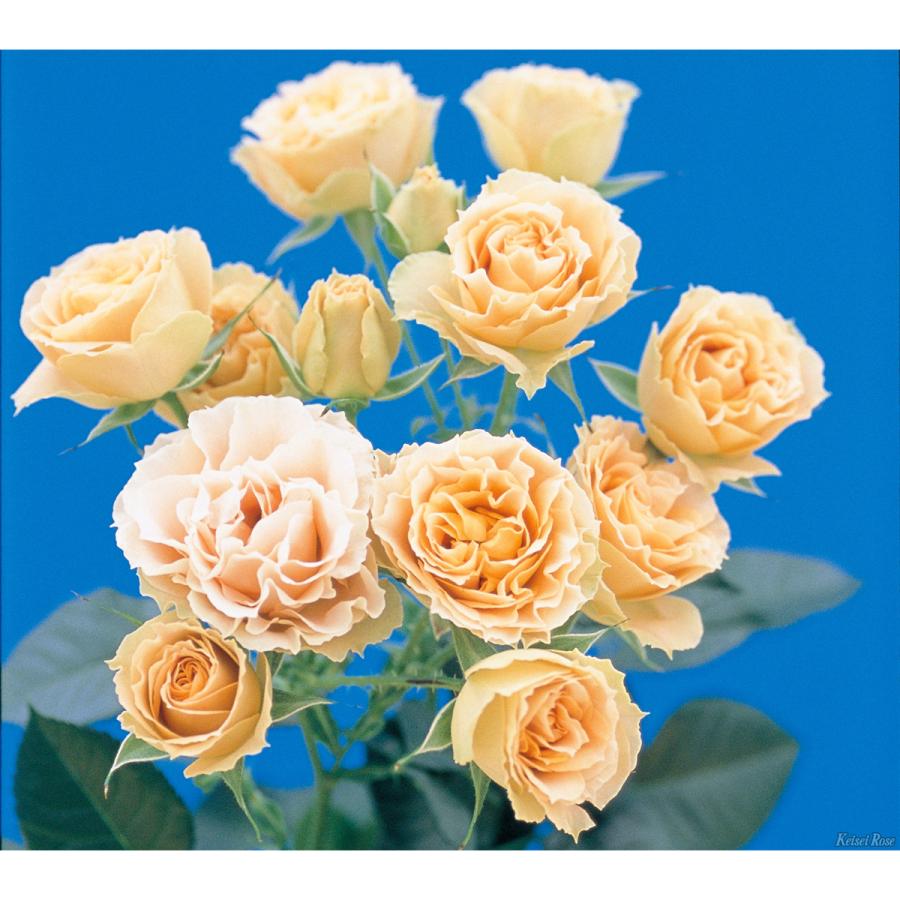 薔薇（バラ）の苗木 FL アンティーク レース（接木苗） : 植物・園芸